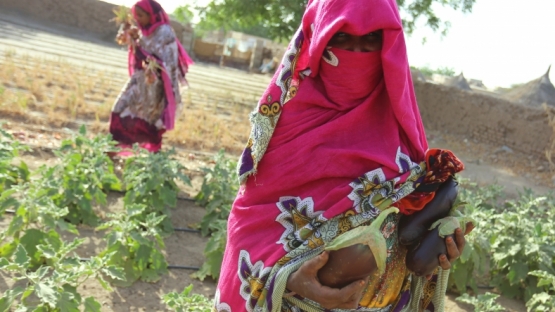 Thriving fields, lasting change: how nuclear science helps women farmers in Sudan leave hunger and poverty behind
