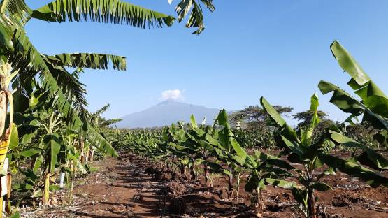 Experimental banana fields in Arusha, Tanzania with Mount Meru in the background.?(Photo: M.Vantyghem/IAEA)