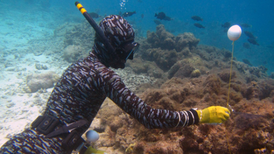 ocean diver fish