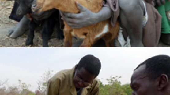Cameroon livestock
