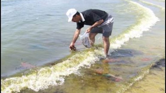 Collection of Marine Algae in Aden, Yemen 