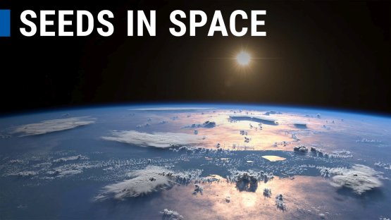 El OIEA y la FAO envían semillas a la Estación Espacial Internacional para desarrollar cultivos capaces de adaptarse al cambio climático en la Tierra (en inglés)