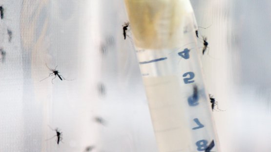 L’AIEA conseille le Bangladesh sur les possibilités d'utilisation des techniques nucléaires dans la lutte contre les moustiques vecteurs de la dengue (en anglais)