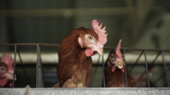 Lutter contre les maladies animales grace à la science nucléaire (en anglais)