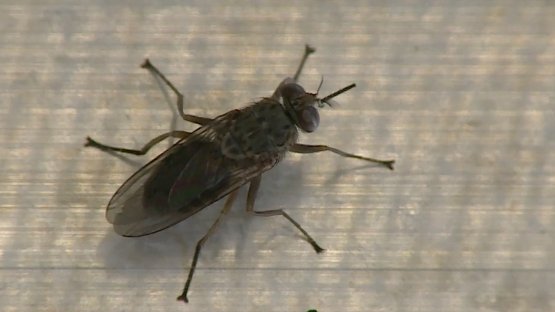 The IAEA and Food - Tsetse Fly Eradication – Senegal 