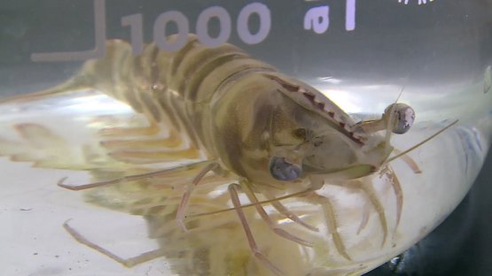 IAEA and Marine Protection - Monitoring Changes in Coastal Waters of Kuwait 