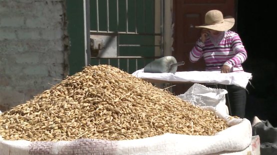 The IAEA and Plant Breeding	- New Crop Varieties for Peru