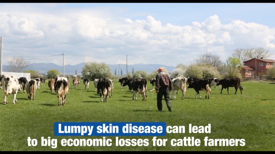 IAEA Helps Bulgaria Tackle Cattle Disease with Nuclear-Derived Technique 