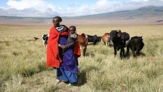 Cattle Breeding Meets Nuclear Science