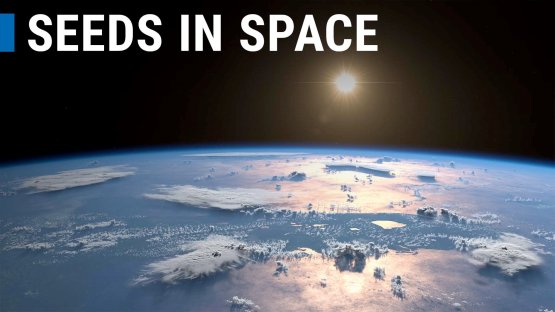L’AIEA et la FAO envoient des graines dans l’espace (en anglais)