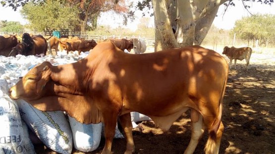 Cattle, food safety, Zambia
