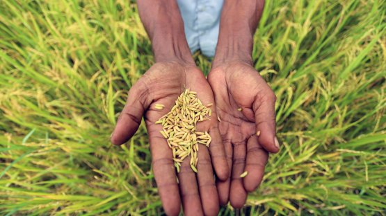 Plant breeding