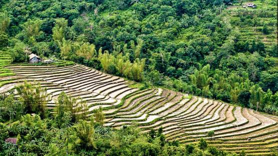 Rice Terraces