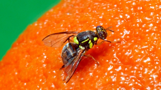 Adorsalis
