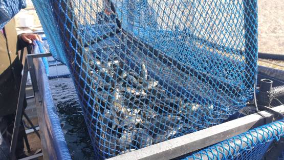 Almost half of global fish production in 2019 came from fish farming. An IAEA Coordinated Research Project produced 37 new laboratory analytical methods for increasing the safety of aquaculture products and protecting consumers. (Photo: J.Sasanya/IAEA)