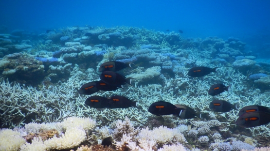 Corals