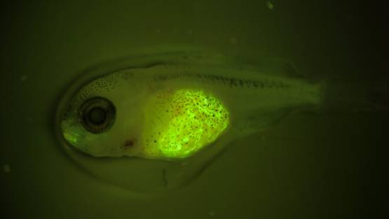 A fish that has ingested fluorescent-labelled nanoplastics. As part of NUTEC Plastics, IAEA uses nuclear and isotopic tools to conduct research on nano and microplastics to determine how they affect marine organisms. (Photo:?F. Oberhaensli/IAEA)