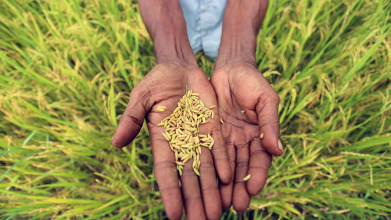 Plant breeding