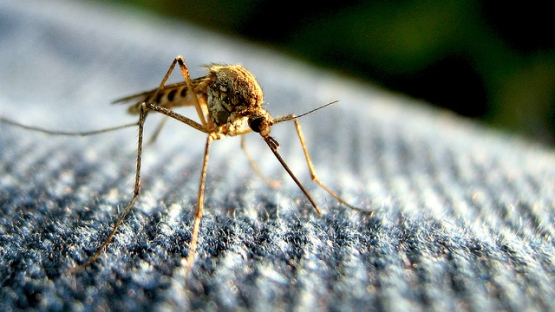 Mosquito