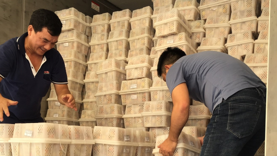 Two male workers in Viet Nam preparing boxes filled with fruit ahead of irradiation, a procedure that kills pests while leaving the fruit intact.
