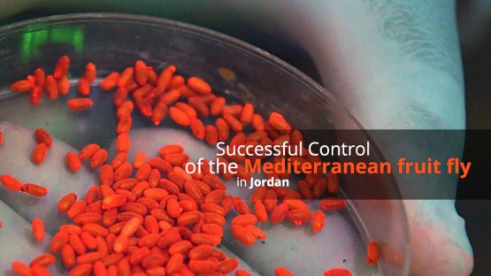 éxito en el control de la mosca mediterránea de la fruta en Jordania (en inglés) 