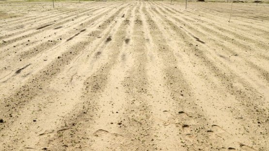 Cebada en el desierto: Kuwait avanza en el desarrollo de una nueva variedad mediante la utilización de técnicas nucleares (en inglés)