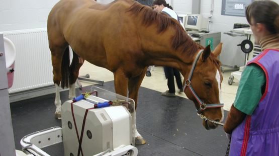 Wearing lead aprons reduces the exposure of veterinary surgeons and of helpers when performing equine bone scintigraphy