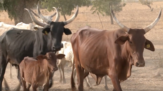 Livestock
