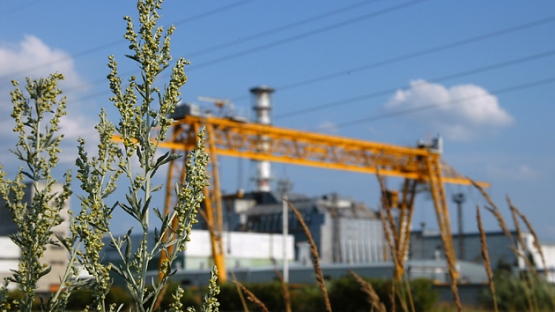 In Russian and Ukrainian, the word “Chernobyl” means black weed and is a member of the wormwood family. The Ukrainian city of Chernobyl was so named after the abundance of this weed growing in and around the city. The grass, which has a characteristic bitter taste and smell, is said to have natural repellent properties and many believed wormwood to have supernatural banishing powers.
