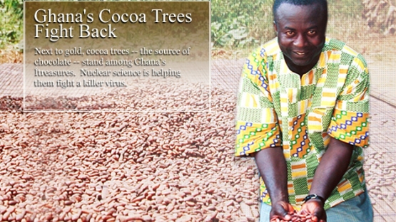 Next to gold, cocoa trees - the source of chocolate - stand among Ghana's treasures.  Nuclear science is helping them fight a killer virus.