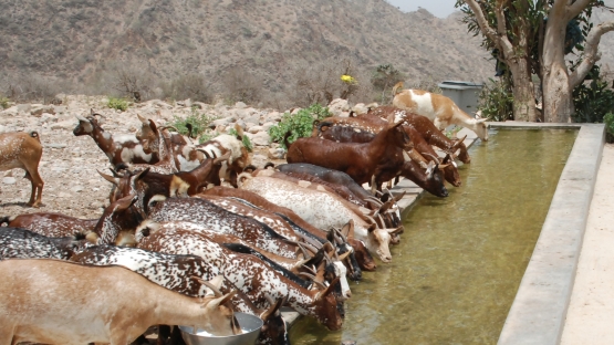 Global Strategy to Eliminate Peste des petits ruminats (PPR) IAEA FAO
