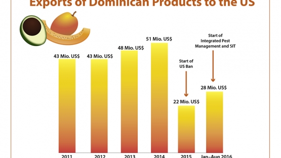 The Mediterranean fruit fly was reported for the first time in the Dominican Republic in March 2015. It was found in an almond tree off the coast of Punta Cana, the eastern region of the island. As soon as the government announced the presence of this pest, the United States banned the import of 18 fruits and vegetables, severely affecting the country’s main source of income after tourism: agricultural exports.