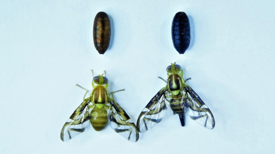 South American Fruit Fly
