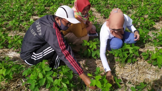 Nur Anidah who coordinates agricultural development in the region speaks with growers of the Mutiara 1 soybean variety in Polman area, West Sulawesi, Indonesia. (Photo: BATAN)