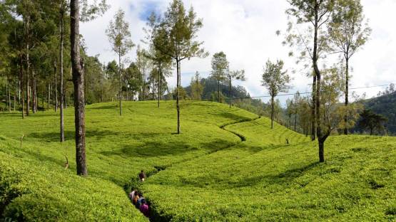 SRL5050 - Boosting Tea Plant Diversity, Quality and Resilience in Sri Lanka