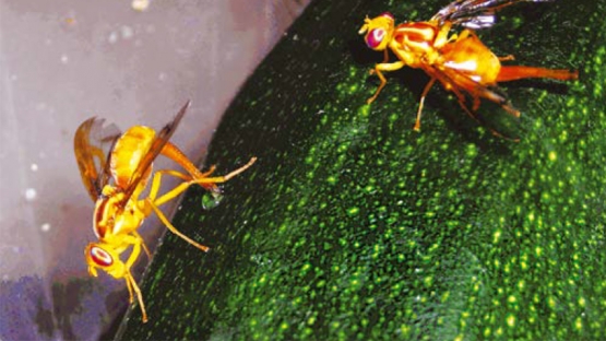 Research into Fruit Fly Taxonomy adds Knowledge of Cryptic Species on the Family Tree