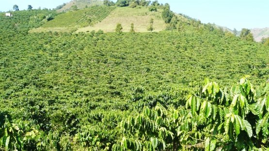 Coffee farm in Viet Nam
