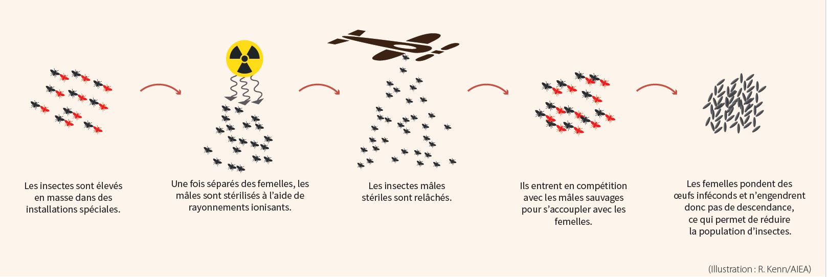 Technique de l'insecte stérile Technique de l'insecte stérile