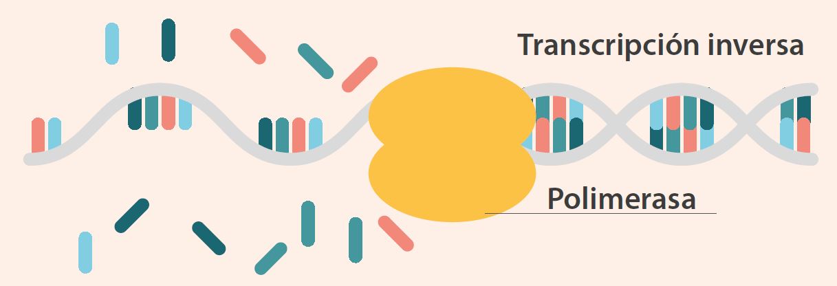 Transcripción inversa polimerasa