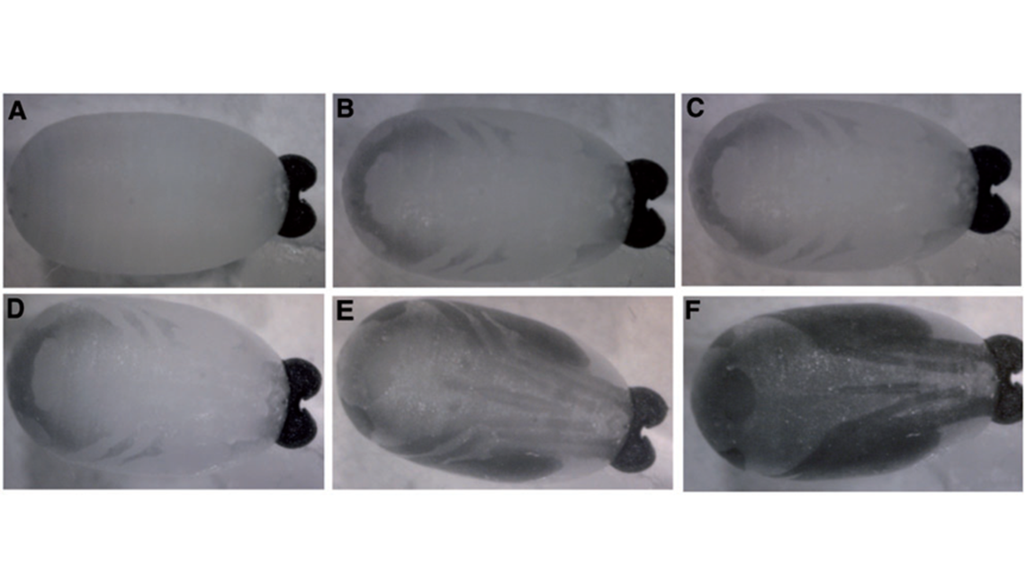 tsetse-pupae-1140x640.png