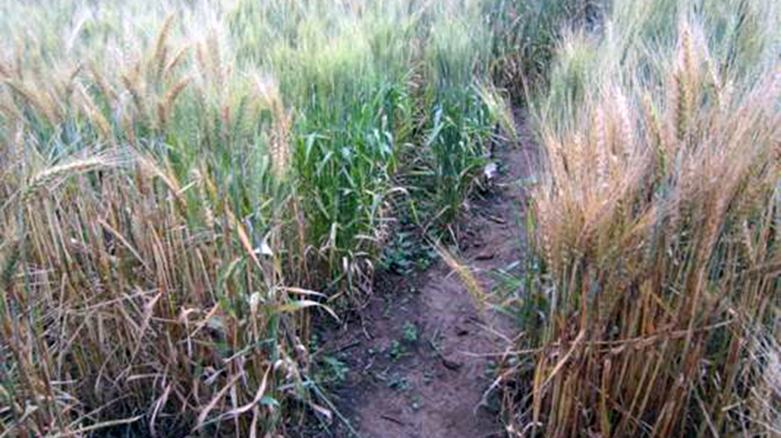 ugg_field_2.jpg