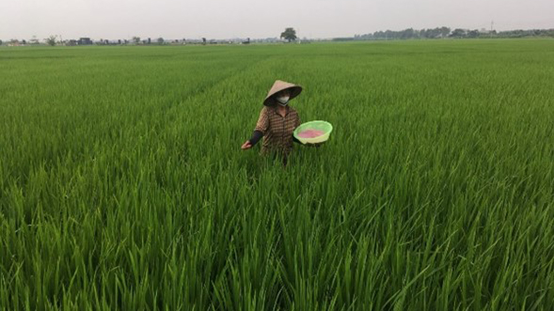 vietnam-top-dressing-fertilizaton-1140x640.jpg